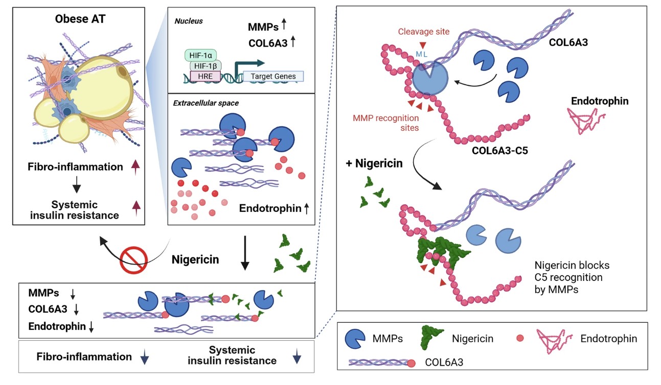 Schematic representation of the proposed mechanism by which NGC regulates ETP generation and improves insulin sensitivity in obese AT.