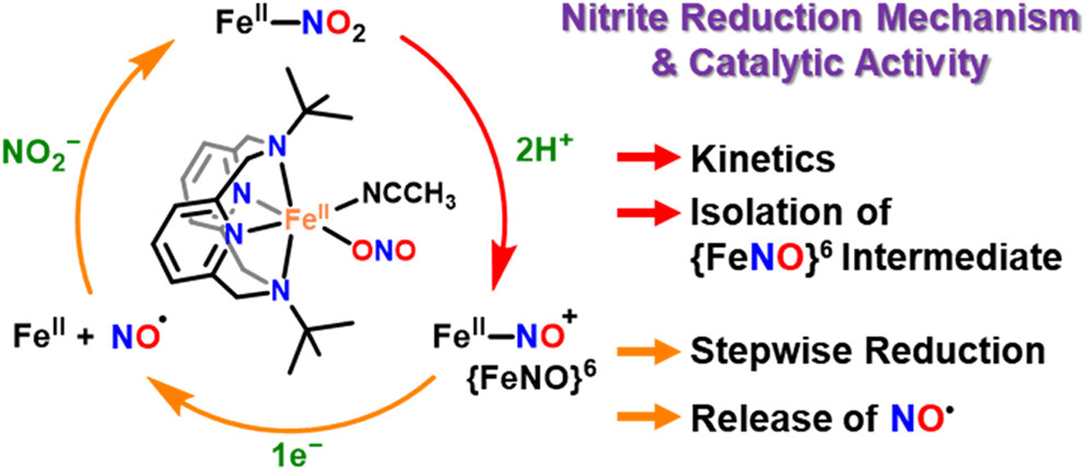 Schematic illustration of the nitrite reduction mechanism and catalytic activity. 