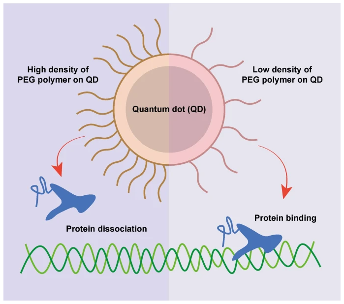 Figure 1. Schematic illustrating how quantum dot surface PEG density affects protein–DNA interactions.