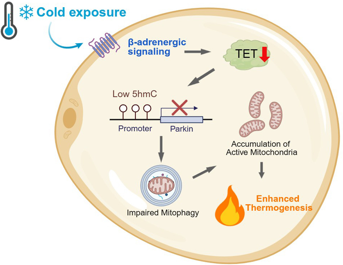 Figure 1. Schematic illustration of how cold exposure promotes mitochondrial accumulation and heat production in fat cells.