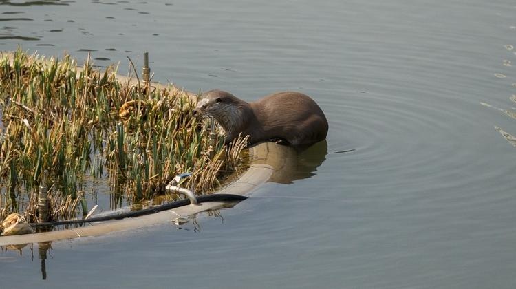 Wild River Otter Finds Home at UNIST
