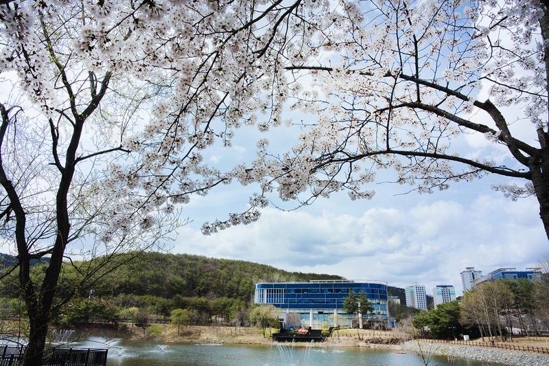 [포토 에세이] 김 작가의 '벚꽃 엔딩'