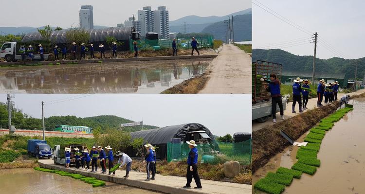 UNIST, 농번기 자매결연마을 일손돕기 구슬땀