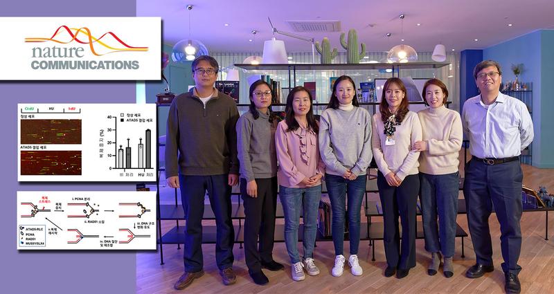 세포의 ‘DNA 복제 스트레스’ 해소 방법 발견!