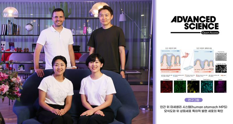 인간의 위점막 모사해 헬리코박터균 방어시스템 발견했다