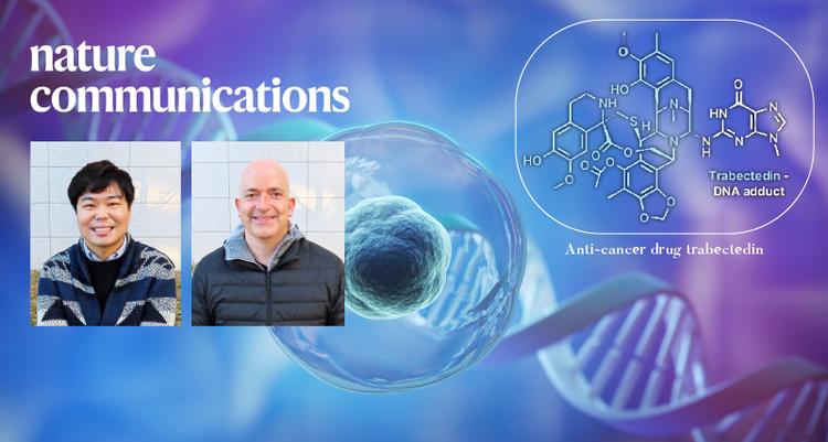 멍게 추출 ‘항암 치료제’의 숨겨진 메커니즘 찾았다