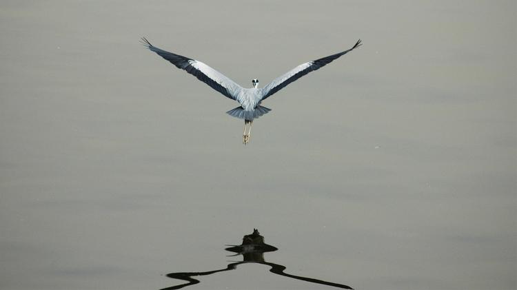 [매일시론] 왜 울산에 학이 필요한가?
