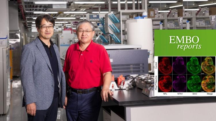 Breakthrough Study Reveals Likely Cause of Neurological Disorders