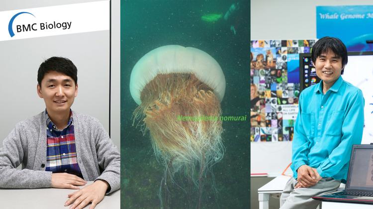 New Genomics Approaches to Nomura's Jellyfish Sheds Light on Early Evolution of Active Predation
