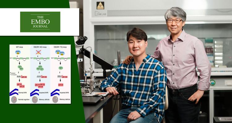 Discover a gene that is responsible for intellectual disability in Down syndrome