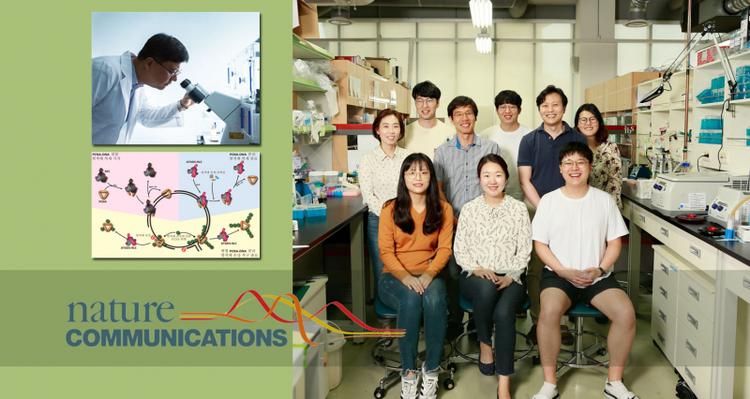 An Effective Sweeper Closes DNA Replication Cycling