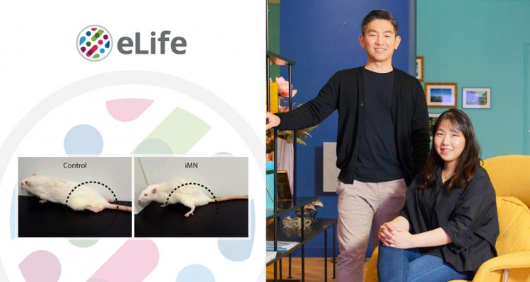 New Study Presents Cell-based Therapy for MN Diseases or Spinal Cord Disorders