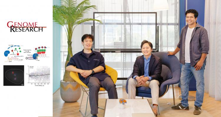 Novel CRISPR-based Genome Labeling Scheme for Reliable Visualization of Genomic Loci in Living Cells