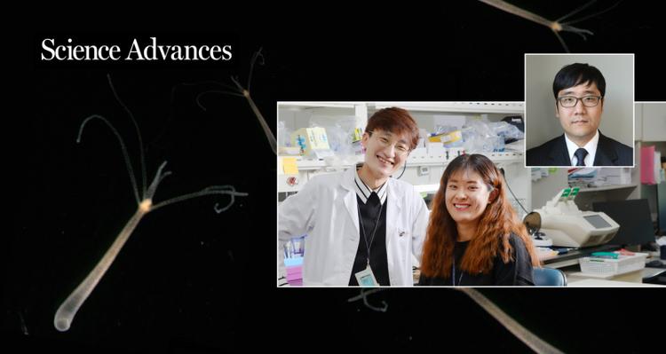 New Study Reveals Sleep-like State in Hydra