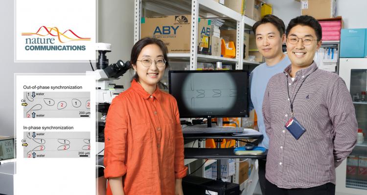 New Study Unveils Phase Synchronization of Fluid-Fluid Interfaces as Hydrodynamically Coupled Oscillators