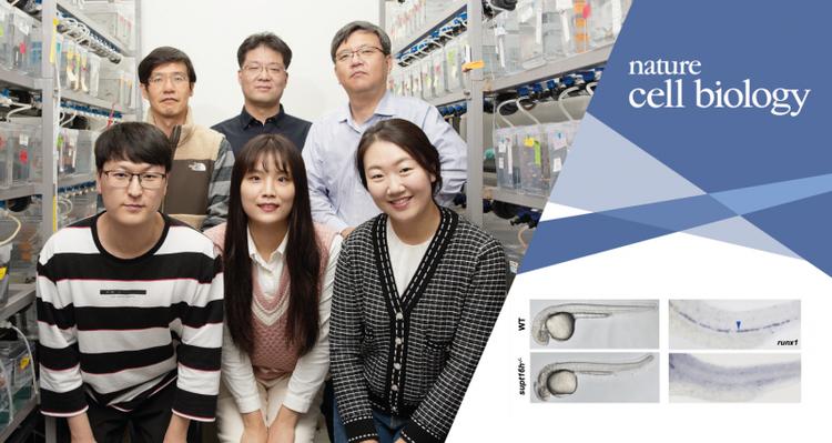 UNIST Researchers Unveil Blood Stem Cell-generating Mechanism