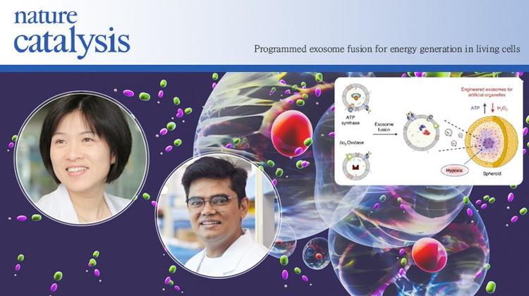 Scientists Explore the Creation of Artificial Organelles