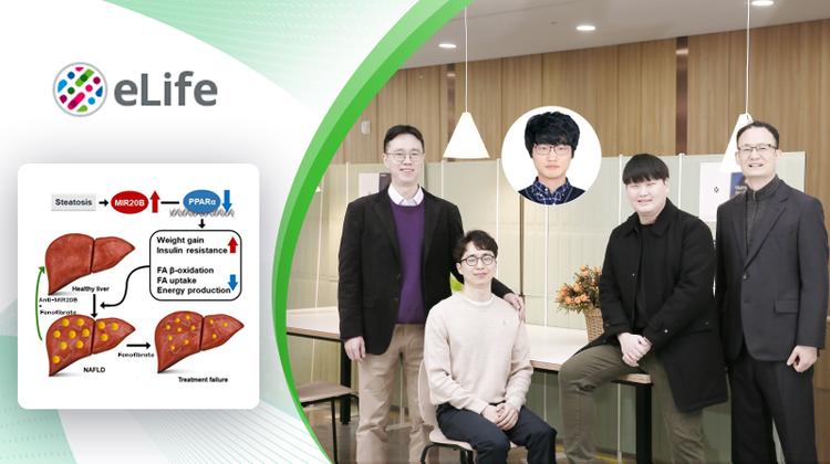 New Study Unveils Hepatic MIR20B Promotes NAFLD by Suppressing PPARA