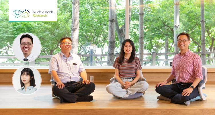 Researchers Uncover NSMF Protein's Role in Relieving DNA Replication Stress