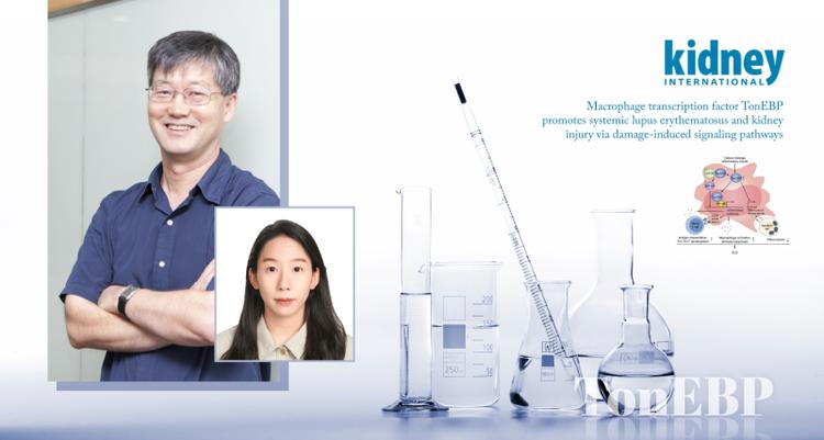 Groundbreaking Research Reveals the Role of TonEBP in Lupus and Lupus Nephritis, Opening New Avenues for Treatment