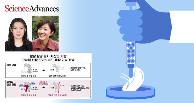 New Study Unveils Artificial Mini Kidneys that Closely Mimic Human Kidney Architecture and Function