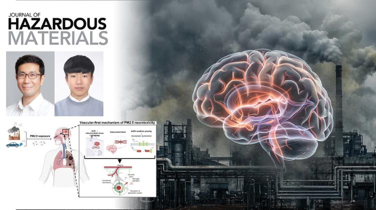 New Insights Reveal How PM2.5 Weakens Cerebrovascular Function and Impacts Brain Health