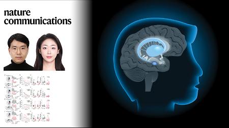 New Study Unveils Region-Specific Dopamine Regulation in the Basal Ganglia